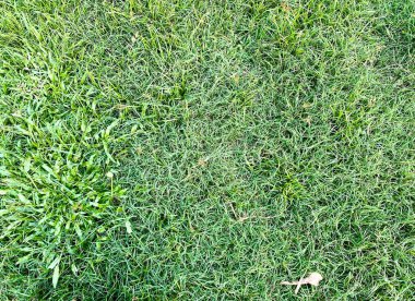 Renkli yapraklar gür, parlak ve sulu yağmur mevsiminde.