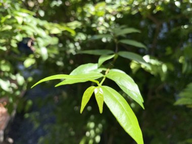 Yazın parlak yeşil ağaç yaprakları