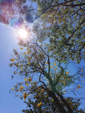 Silhouette of trees during the day