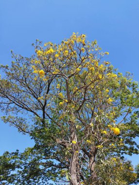a yellow flower tree and a green leaf tree with a bright blue sky background during the daytime