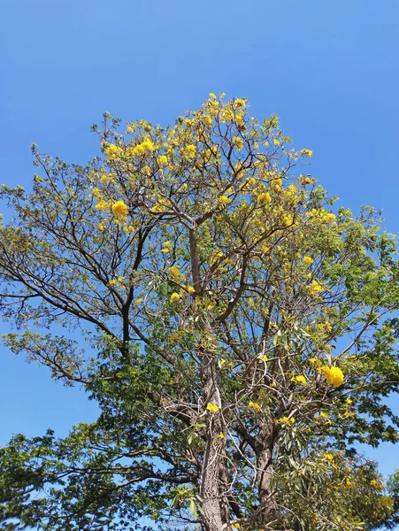 stock image a yellow flower tree and a green leaf tree with a bright blue sky background during the daytime