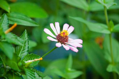 Zinnia angustifolia kertas lekuk çiçekleri öğleden sonra bahçede, orta ölçekli