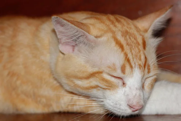 かわいい黄色い猫は 場所で急速に眠っている クローズアップ — ストック写真