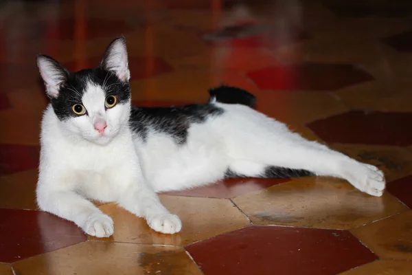 Eine Süße Schwarz Weiße Katze Sitzt Auf Dem Boden — Stockfoto