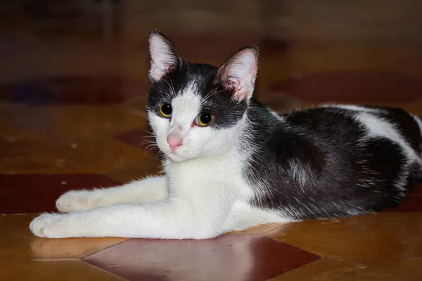 床に座っているかわいい黒と白の猫 — ストック写真