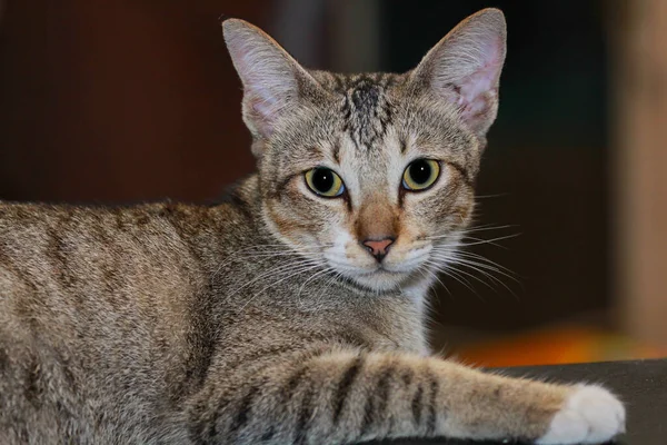 줄무늬 고양이 클로즈업 — 스톡 사진