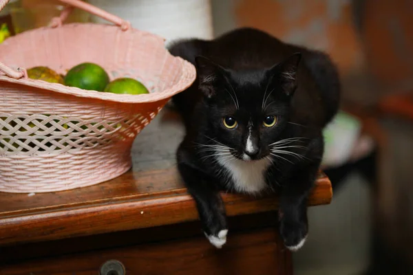 テーブルの上に座っている美しい黒い猫 — ストック写真