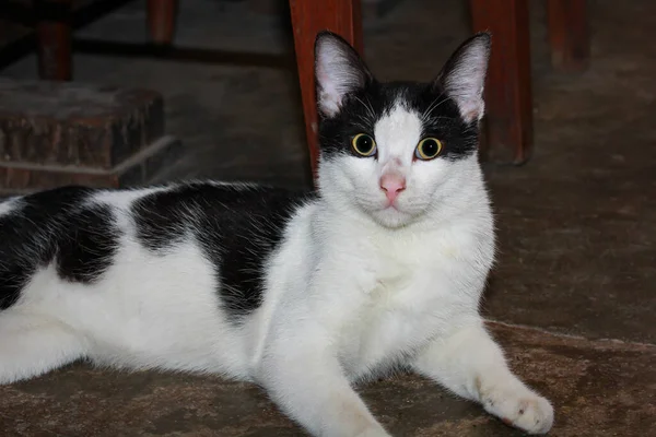 Lindo Gato Blanco Negro Sentado Suelo —  Fotos de Stock