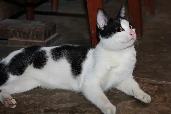 Lindo Gato Blanco Negro Sentado Suelo — Foto de Stock