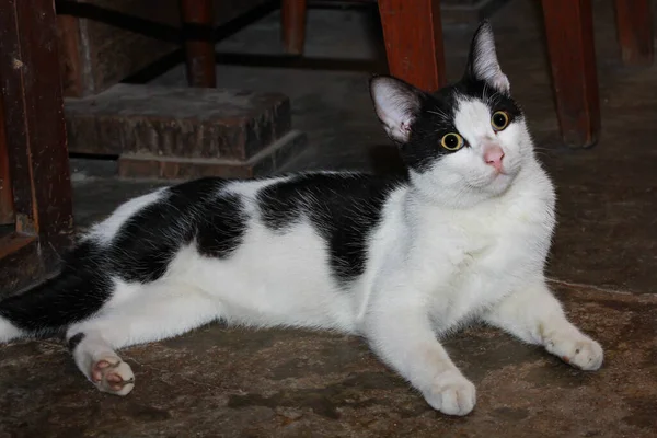 Roztomilá Černobílá Kočka Sedící Podlaze — Stock fotografie