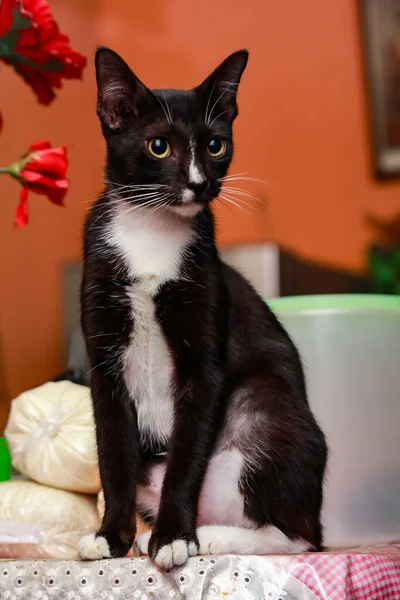 ダイニングテーブルの上に座っている美しい黒猫 — ストック写真