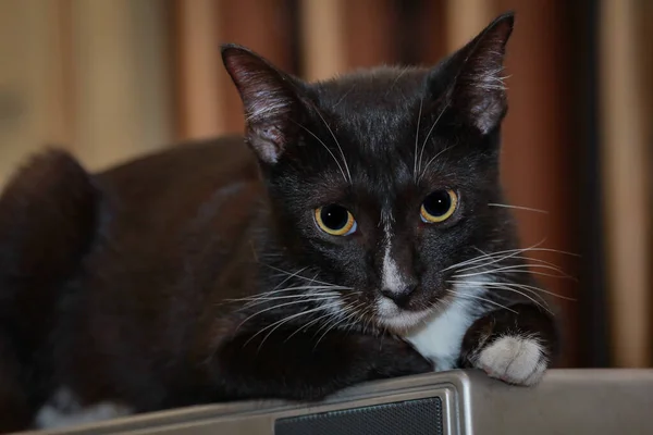 Eine Schöne Schwarze Katze Sitzt Auf Einem Fernseher Nahaufnahme — Stockfoto