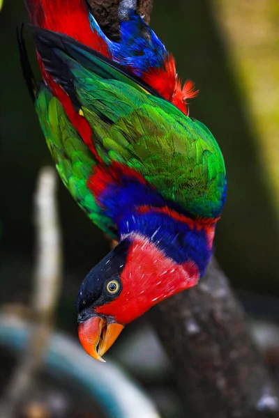 Ein Schöner Farbenfroher Schwarzköpfiger Papagei Lorius Lory Hockt Auf Einem — Stockfoto