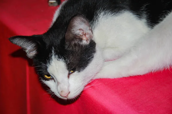 Kucing Hitam Dan Putih Bermalas Malasan Meja Close — Stok Foto