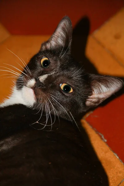 Gato Preto Está Preguiçando Chão — Fotografia de Stock