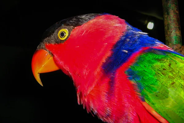 Belo Colorido Papagaio Cabeça Preta Pássaro Kasturi Lorius Lory Empoleirado — Fotografia de Stock