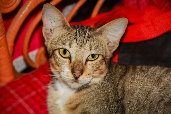 줄무늬 고양이 클로즈업 — 스톡 사진