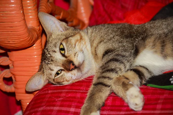 Çizgili Kahverengi Bir Kedi Yakın Plan Bir Sandalyede Uyuyakalır — Stok fotoğraf