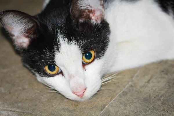 Gato Preto Branco Lazing Chão Close — Fotografia de Stock