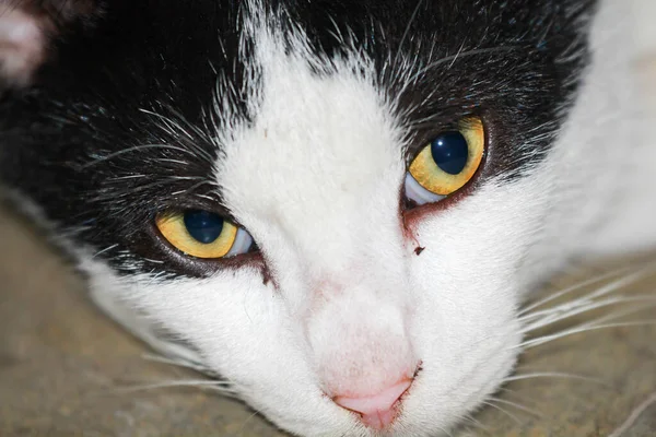 Siyah Beyaz Bir Kedi Yerde Tembellik Ediyor Yakın Plan — Stok fotoğraf