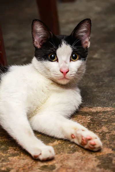 Egy Cuki Fekete Fehér Macska Padlón Közelkép — Stock Fotó