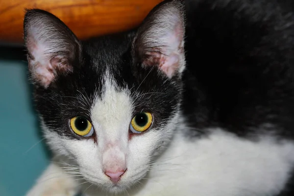 Yerde Oturan Sevimli Siyah Beyaz Bir Kedi Yakın Plan — Stok fotoğraf