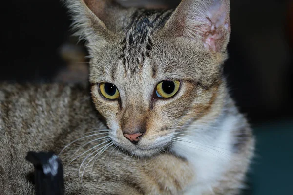 Kucing Cokelat Bergaris Duduk Kursi Close — Stok Foto