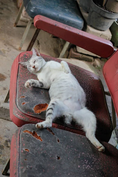 Şişman Bir Dişi Beyaz Kedi Pembe Bir Kanepede Tembelce Uyuyor — Stok fotoğraf