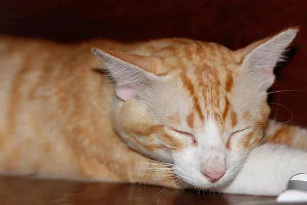 Cute Yellow Cat Fast Asleep Place Close — Stock Photo, Image