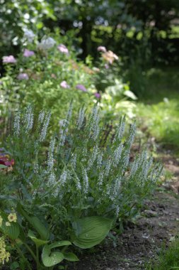 Güneşli bir günde, bahçedeki karışık sınırda beyaz bir salvia çalısı.