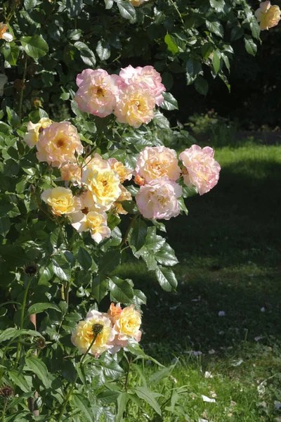 Цветущие Розовые Кусты Лунный Свет Саду — стоковое фото
