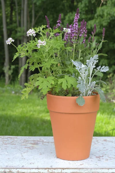 Pelargonium, salvia ve senecio cineraria seramik bir saksıda. Çiçek düzenleme, bahçe dekorasyonu