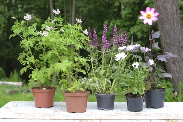 Bahçedeki çiçek desenli pelargonyum, salvia, osteospermum ve yıldız çiçekleri masadaki plastik saksılarda. Baharda bahçe işleri..