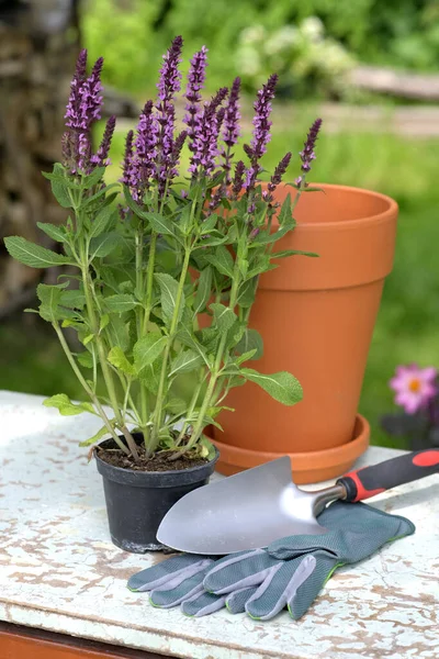 Plastik bir tencerede Salvia çiçeği. Bahçede bahar çalışması - çiçek, seramik kap, eldivenler, aletler.