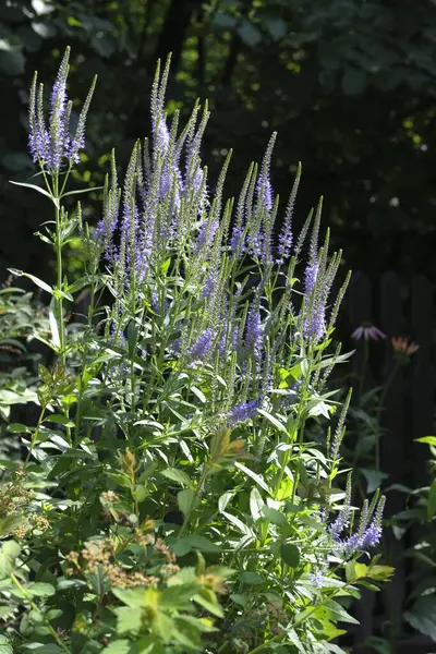 Veronica Spicata mavi çiçek çalısı Bir yaz günü bahçede gün ışığında