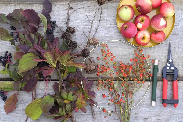 Dogwood dalları, koniler, multiflora 'nın gül meyveleri, budama makası ve tel, elmalar sonbahar çelengi yapmak için malzemelerdir. Sonbahar çelengi nasıl yapılır? Sonbahar süsleme atölyesi.