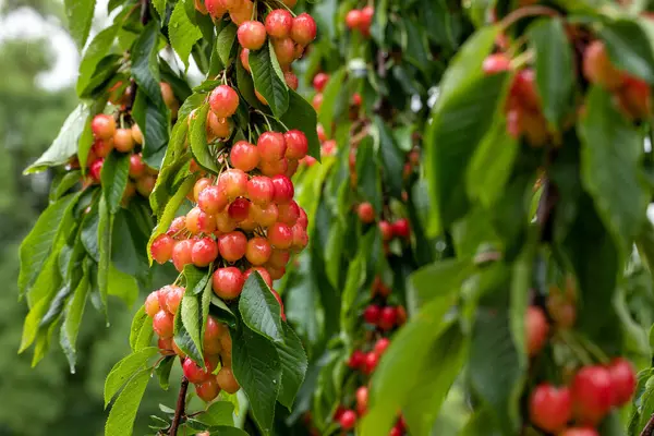 Yağmura Tutulmuş Kiraz Ağacındaki Kirazlar