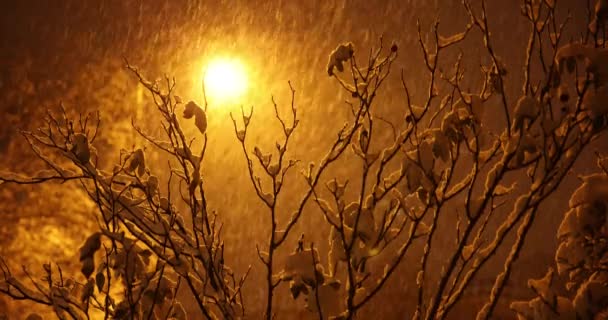 Oświetlone Drzewo Śniegiem Gałęziach Świetle Ulicznym Pod Ciężkim Opadem Śniegu — Wideo stockowe