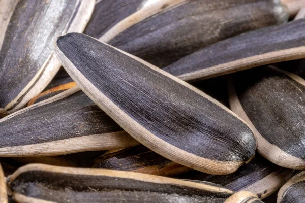 Ayçiçeği tohumu yemek Makro Vuruş