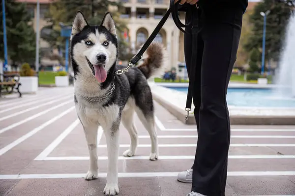 Sibirya Husky Dili Şehir parkında havuz kenarında