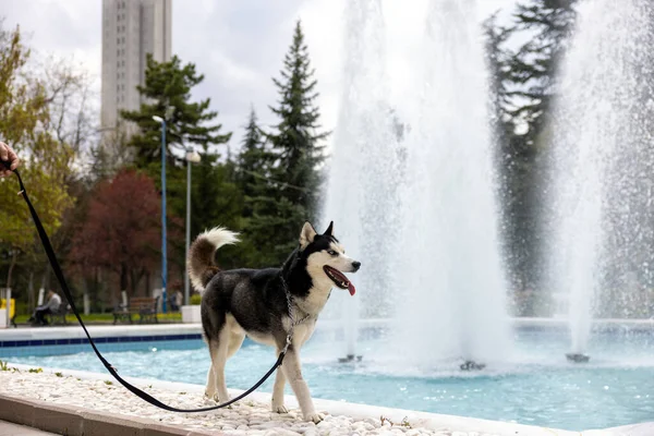 Sibirya Husky Şehir Parkı 'nda Havuz kenarında Yürüyor