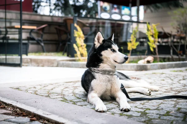 Şehirdeki Kafe 'nin önünde yatan Sibiryalı Husky