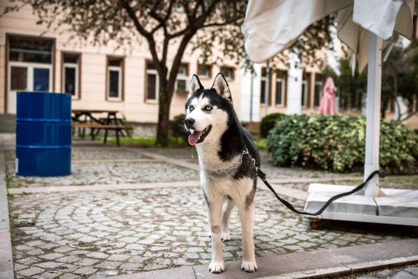 Sibirya Kurdu Köpeği Şehirde Sahibini Bekliyor ve Salya akıtıyor