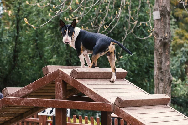 Şehir Köpek Parkı 'nda Yalnız Bir Köpek Oynuyor