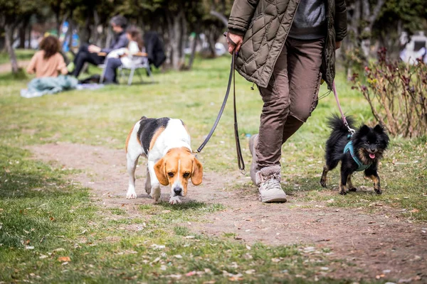Şehir Parkında Köpek Yürüyüşü — Stok fotoğraf