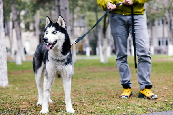 Sibiryalı Kurt Köpeği Şehir Parkı 'nda Yürüyen Adam