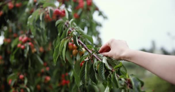 Mujer Recogiendo Cerezas Cerezo Cámara Lenta — Vídeo de stock