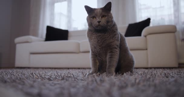 Brytyjski Kot Oglądający Kamerę Profesjonalny Slow Motion — Wideo stockowe