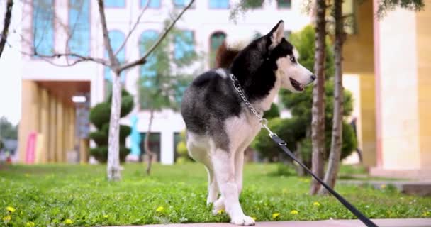 Cão Lobo Preto Branco Olhando Para Esquerda Para Direita Enquanto — Vídeo de Stock