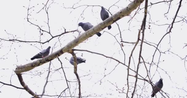 Pigeons Standing Tree City Park Slow Motion — Stock Video